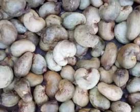 Cashew Nuts